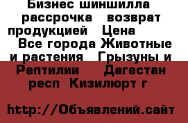 Бизнес шиншилла, рассрочка - возврат продукцией › Цена ­ 4 500 - Все города Животные и растения » Грызуны и Рептилии   . Дагестан респ.,Кизилюрт г.